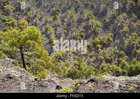 Los Canarios, le volcan San Antonio, La Palma Banque D'Images
