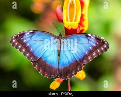 Closeup macro photo de Blue Morpho Peleides papillon sur feuille, faible profondeur de champ Banque D'Images