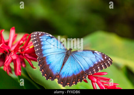 Closeup macro photo de Blue Morpho Peleides papillon sur feuille, faible profondeur de champ Banque D'Images