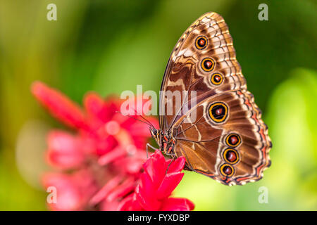 Closeup macro photo de Blue Morpho Peleides papillon sur feuille, faible profondeur de champ Banque D'Images