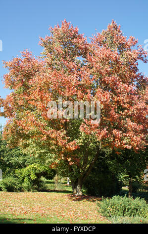 Prunus sargentii, Japanese Cherry Hill Banque D'Images