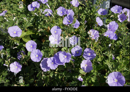 Convolvulus sabatius, Blue Mountain liseron des champs Banque D'Images