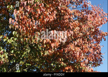 Prunus sargentii, Japanese Cherry Hill Banque D'Images