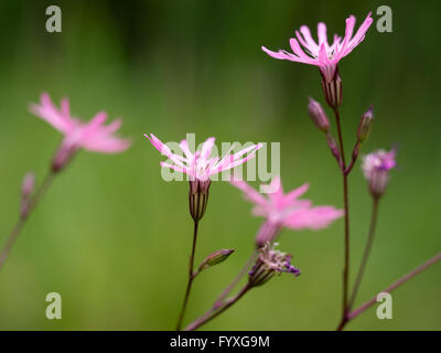 Lychnis flos-cuculi. Ragged robin fleur sauvage. Banque D'Images