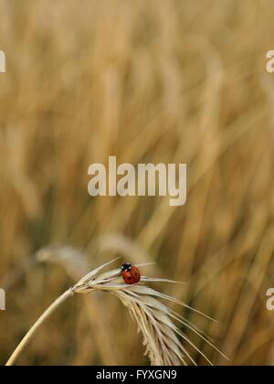 Coccinelle sur un pic dans un champ de blé. L'agriculture et l'élevage collection Banque D'Images