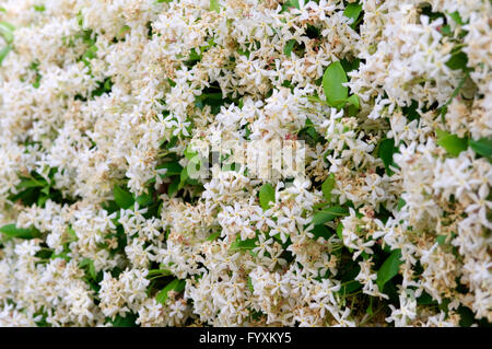 Trachelospermum Jasminoides, Jasmine Star Banque D'Images