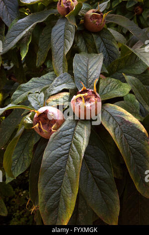 Néflier Mespilus germanica fruits ,,, Banque D'Images