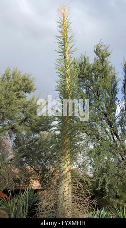 Arbre généalogique  Fouquieria columnaris Boojum Banque D'Images