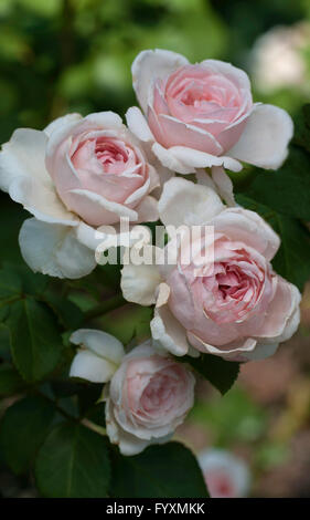 Rose, Rosa VICOMTESSE PIERRE DU FOU, noisette, escalade, hybrides de thé Banque D'Images