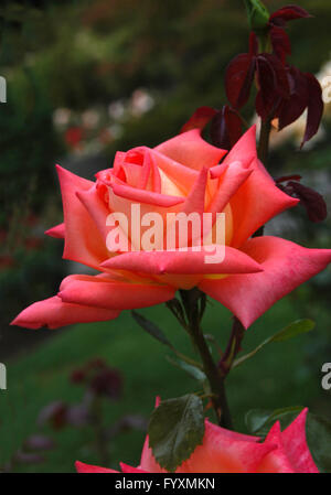 Rose, Rose VICTOR bORGE, orange jaune, a souligné, Banque D'Images