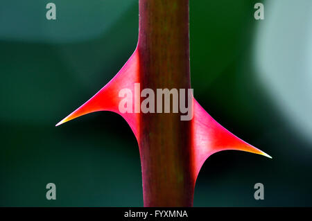 Rosa Thorn, Close Up. Banque D'Images