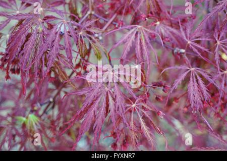 Feuillage rouge du Laceleaf Japanese Maple Tree (Acer palmatum) Banque D'Images