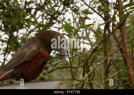 Le Kaka (Nestor meridionalis) est une espèce d'oiseau endémique de la forêt indigène de la Nouvelle-Zélande. Banque D'Images