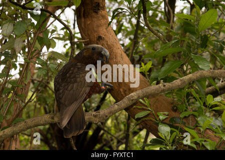 Le Kaka (Nestor meridionalis) est une espèce d'oiseau endémique de la forêt indigène de la Nouvelle-Zélande. Banque D'Images