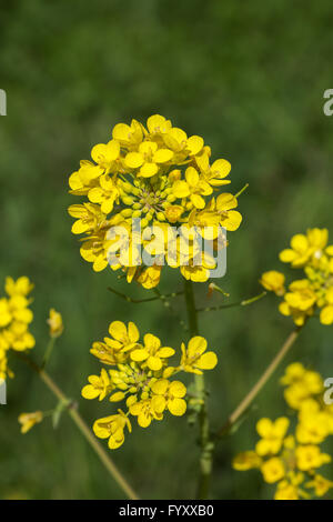 Domaine de la floraison de la moutarde (Brassica rapa) Banque D'Images