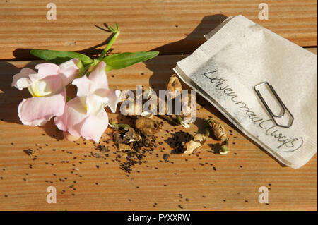 Antirrhinum majus, muflier, semences Banque D'Images