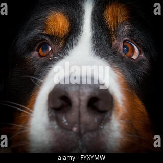 Bernese mountain dog portrait Banque D'Images