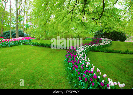 Au printemps fleurs tulipes colorées Banque D'Images
