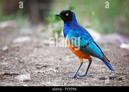 Starling oiseaux superbe en Tanzanie, Afrique Banque D'Images