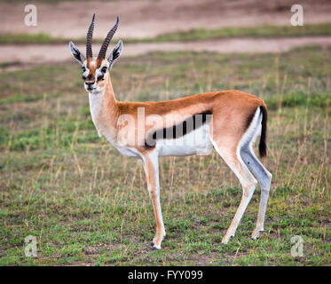 La gazelle de Thomson sur les savanes en Afrique Banque D'Images