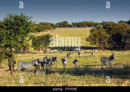 Troupeau de zèbres sur la savane africaine. Banque D'Images
