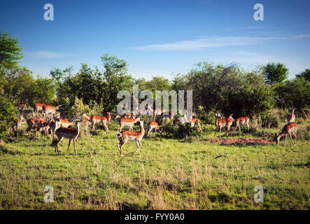 Troupeau de l'Impala de la savane en Afrique de Banque D'Images