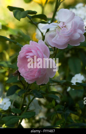 Rose, SCEPTRE D'ISLE,, David Austin rose Banque D'Images