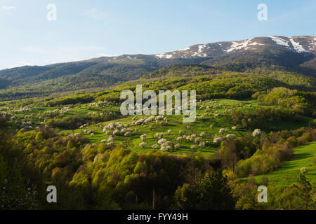 L'Eurasie, région du Caucase, l'Arménie, Lori province rurale de montagne, paysage, fleur de cerisier Banque D'Images