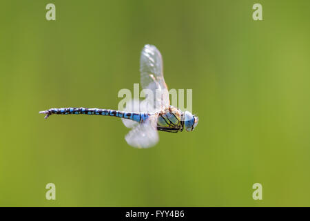 Migrants sud hawker dragonfly (aeshna affinis) en vol Banque D'Images