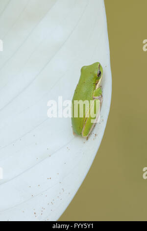 Rainette verte sur fond blanc de fleurs spathiphyllum dans jardin tropical Banque D'Images