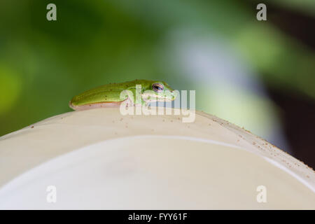 Rainette de White, litoria fallax, avec fougère arborescente de spores sur spathiphyllum blanc fleur dans jardin tropical Banque D'Images