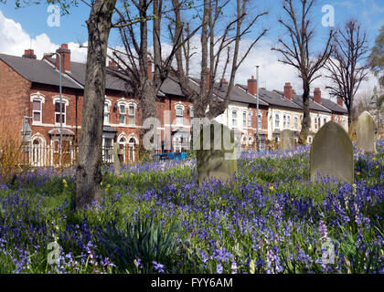 Bluebells à St Saviour's churchyard, Saltley, Birmingham, UK Banque D'Images