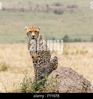 Cheetah dans les masais Mara Banque D'Images