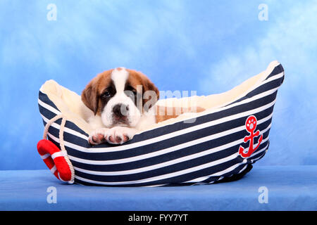 Chien Saint Bernard. Puppy (de 7 semaines) dans un lit pour animaux de compagnie en forme de bateau. Studio photo sur un fond bleu. Allemagne Banque D'Images