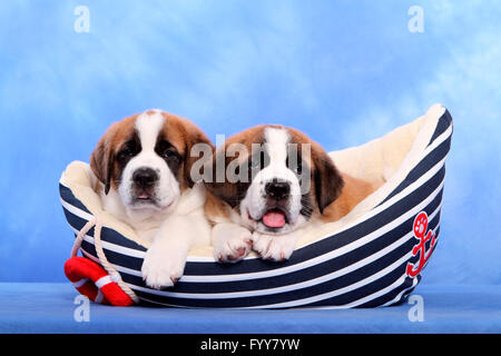 Chien Saint Bernard. Deux chiots (7 semaines) dans un lit pour animaux de compagnie en forme de bateau. Studio photo sur un fond bleu. Allemagne Banque D'Images