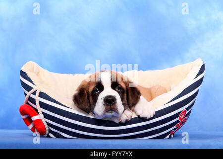 Chien Saint Bernard. Puppy (de 7 semaines) dans un lit pour animaux de compagnie en forme de bateau. Studio photo sur un fond bleu. Allemagne Banque D'Images