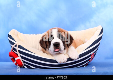 Chien Saint Bernard. Puppy (de 7 semaines) dans un lit pour animaux de compagnie en forme de bateau. Studio photo sur un fond bleu. Allemagne Banque D'Images