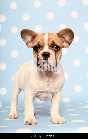 Bouledogue français. Puppy (9 semaines). Studio photo sur un fond bleu avec des pois blancs. Allemagne Banque D'Images