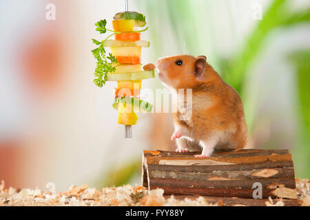 Hamster doré, Hamster Animal (Mesocricetus auratus). Des profils manger des légumes sur une brochette. L'Allemagne. Banque D'Images