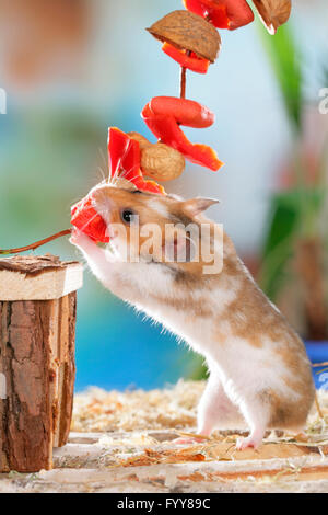 Hamster doré, Hamster Animal (Mesocricetus auratus). Manger des légumes et les adultes d'écrous. Allemagne Banque D'Images