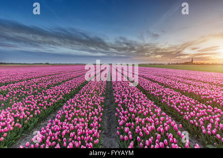 Beau champ de tulipes roses dans les Pays-Bas au coucher du soleil Banque D'Images