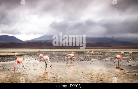 Flamands roses à une lagune sur les plaines salées au Salar de Uyuni, Bolivie Banque D'Images