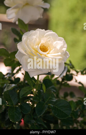 Rose, Rosa floribunda MOONDANCE, AARS, 2007 Banque D'Images