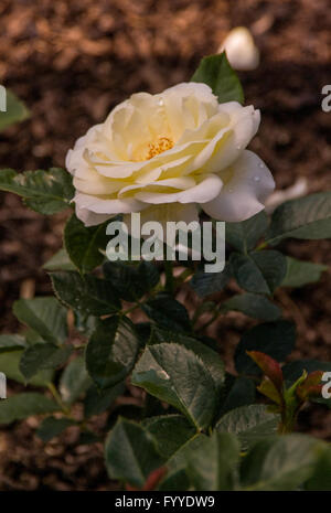 Rose, Rosa floribunda MOONDANCE, AARS, 2007 Banque D'Images