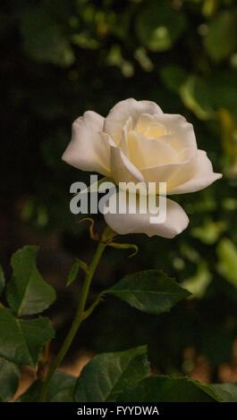 Rose, Rosa floribunda MOONDANCE, AARS, 2007 Banque D'Images