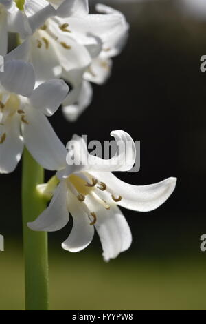 Bluebells se développe dans une zone boisée Banque D'Images