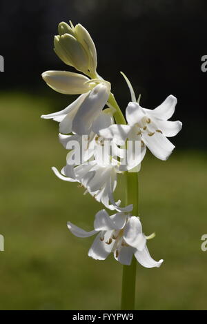 Bluebells se développe dans une zone boisée Banque D'Images