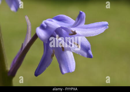 Bluebells se développe dans une zone boisée Banque D'Images