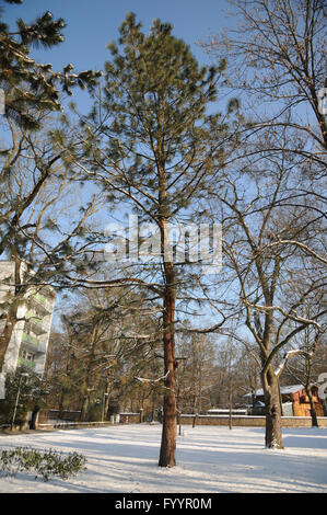 Pinus ponderosa, le pin ponderosa Banque D'Images