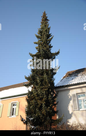 Picea omorika épinette de Serbie, Banque D'Images